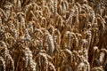 Wheat corn field before harvest Royalty Free Stock Photo