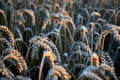 Wheat corn field before harvest Royalty Free Stock Photo