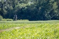Wheat & corn a hunting blind Royalty Free Stock Photo