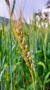 The Wheat Corn or Triticum aestivum cultivated crop Royalty Free Stock Photo