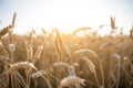 Corn field in summer