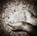 Wheat corns and hands of the old farmer. Royalty Free Stock Photo