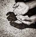 Wheat corns and hands of the old farmer. Royalty Free Stock Photo