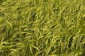 Wheat crop Royalty Free Stock Photo