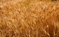 Wheat crop Royalty Free Stock Photo