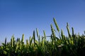 Wheat Crop