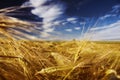 Wheat crop Royalty Free Stock Photo