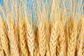 Wheat crop agriculture & farming concept Royalty Free Stock Photo