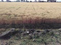 Wheat Crop in the Agriculture field of Malwa India Royalty Free Stock Photo