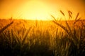 Wheat crop background with yellow copy space Royalty Free Stock Photo