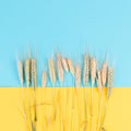 Wheat crop on a blue and yellow background, copy space for text, food harvest in the summer, golden straw Royalty Free Stock Photo