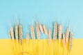 Wheat crop on a blue and yellow colored background, copy space for text, food harvest in the summer, golden straw Royalty Free Stock Photo