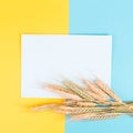 Wheat crop on a blue and yellow colored background, copy space for text, food harvest in the summer, golden straw Royalty Free Stock Photo