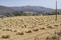 Wheat Crop Bundles Laying in the Agriculture Field after harvest Royalty Free Stock Photo