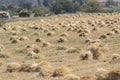 Wheat Crop Bundles Laying in the Agriculture Field after harvest Royalty Free Stock Photo