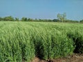 Wheat crop farm in india Royalty Free Stock Photo