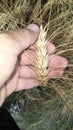 Wheat crop.  Farmer checking his crops.  Is it ready to crop or not. Royalty Free Stock Photo