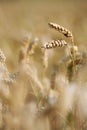 Wheat crop in the field Royalty Free Stock Photo