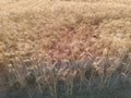 Wheat crop field, golden wheat farm, plant, Green cereal crops, Field of Wheat, Barley or Rye, ears of wheat Royalty Free Stock Photo