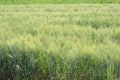 Wheat Crop Field with Green Seed Pods a month before Harvest Royalty Free Stock Photo