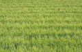 Wheat Crop Field with Green Seed Pods a month before Harvest Royalty Free Stock Photo