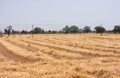 Wheat Crop Field after the Harvest through combined harvester Royalty Free Stock Photo