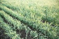 Wheat crop field