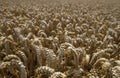 Wheat crop field ready for picking Royalty Free Stock Photo
