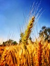 Wheat crop grain nature village life