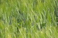 Wheat Crop with Green Seed Pods a month before Harvest Royalty Free Stock Photo