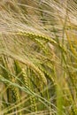 Wheat crop growing in field Royalty Free Stock Photo