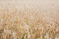 Wheat crop growing in field Royalty Free Stock Photo