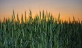 Wheat Crop Growing Up Royalty Free Stock Photo