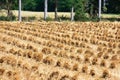 Wheat Crop Harvest Bundles grouped by Riper Binder in the Field Royalty Free Stock Photo