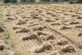 Wheat Crop Harvest Bundles Laying in the Field Royalty Free Stock Photo