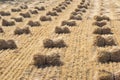 Wheat Crop Harvest in India Royalty Free Stock Photo