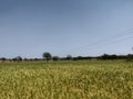 Wheat crop in India Royalty Free Stock Photo