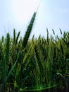 wheat crop. india Royalty Free Stock Photo