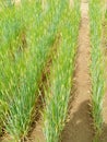 Wheat crop in Indian agriculture field