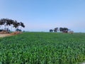 Wheat Crop in Indian Farm house Royalty Free Stock Photo