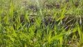 Growing wheat crop field, wheat leaves with sunlight Royalty Free Stock Photo