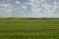 Wheat crop with lots of plowing Royalty Free Stock Photo