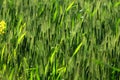 Wheat crop and  Mustard flowers in a farm Royalty Free Stock Photo