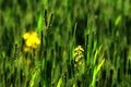 Wheat crop and  Mustard flowers in a farm Royalty Free Stock Photo