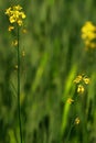 Wheat crop and  Mustard flowers in a farm Royalty Free Stock Photo