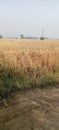 The wheat crop is ready for harvest Royalty Free Stock Photo