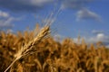 Wheat crop ready for harvest Royalty Free Stock Photo