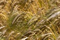 Wheat crop ripe for harvest