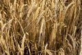 Wheat crop ripe for harvest
