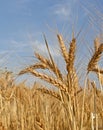 Wheat crop Royalty Free Stock Photo